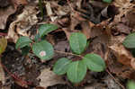 Eastern teaberry <BR>Wintergreen